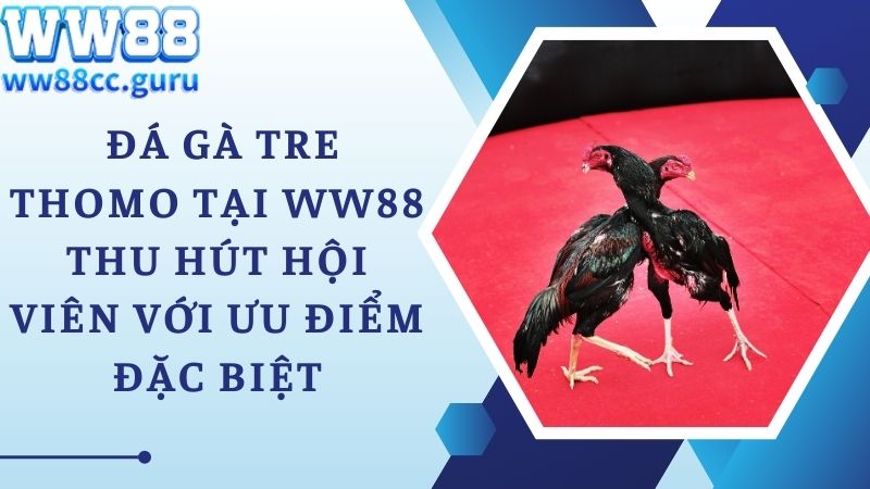  Đá gà tre Thomo tại WW88 thu hút hội viên với ưu điểm đặc biệt