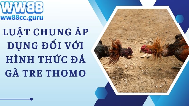 Luật chung áp dụng đối với hình thức đá gà tre Thomo