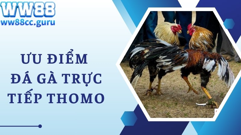 Ưu điểm giúp WW88 thu hút người xem đá gà trực tiếp Thomo khủng